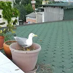 Berk Guest House - Grandma\'S House