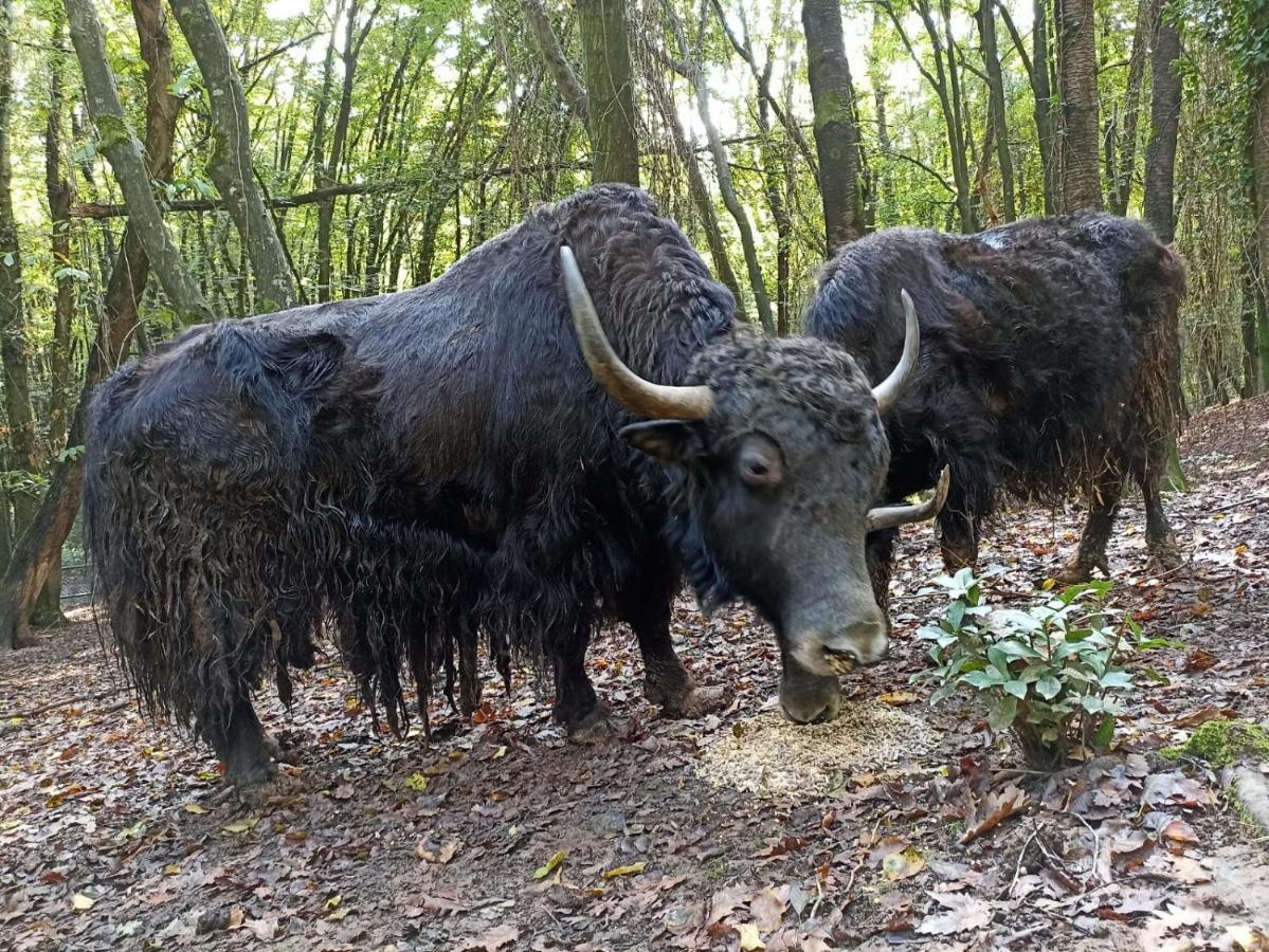Resort Polonezkoey Country Club & In The Wildlife Park!