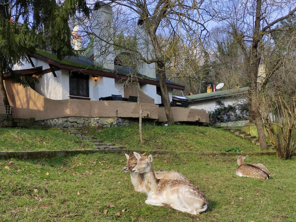 Polonezkoey Country Club & In The Wildlife Park! Istambul