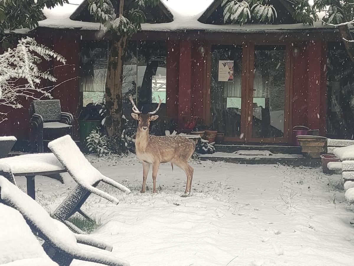 Resort Polonezkoey Country Club & In The Wildlife Park! Istambul