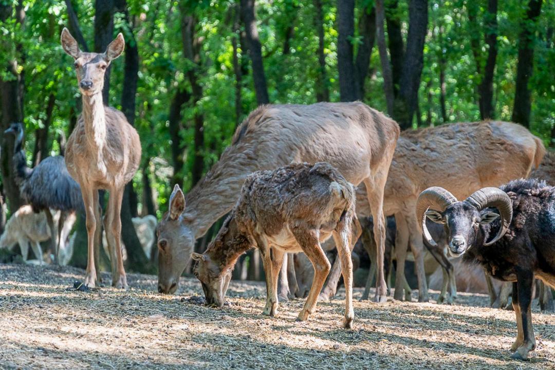 Polonezkoey Country Club & In The Wildlife Park!