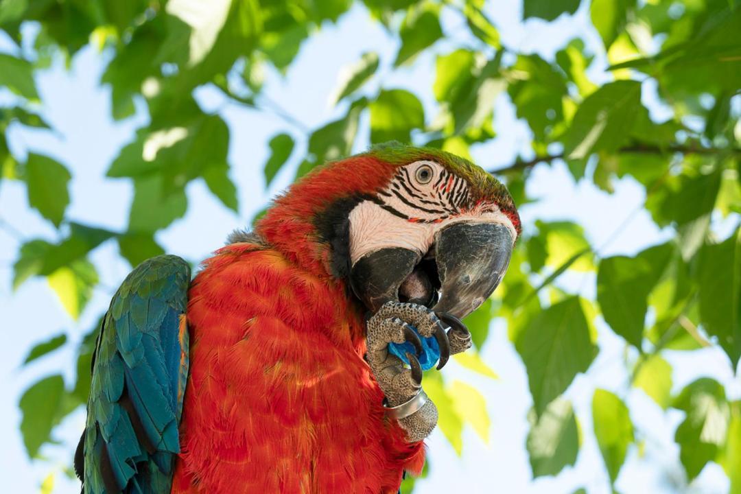 Polonezkoey Country Club & In The Wildlife Park! Resort