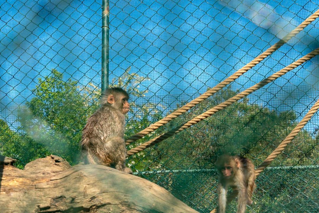 Polonezkoey Country Club & In The Wildlife Park! Istambul