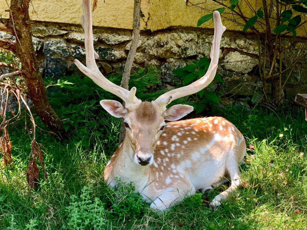 Resort Polonezkoey Country Club & In The Wildlife Park!