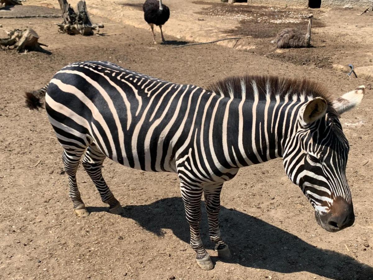 Polonezkoey Country Club & In The Wildlife Park! Resort