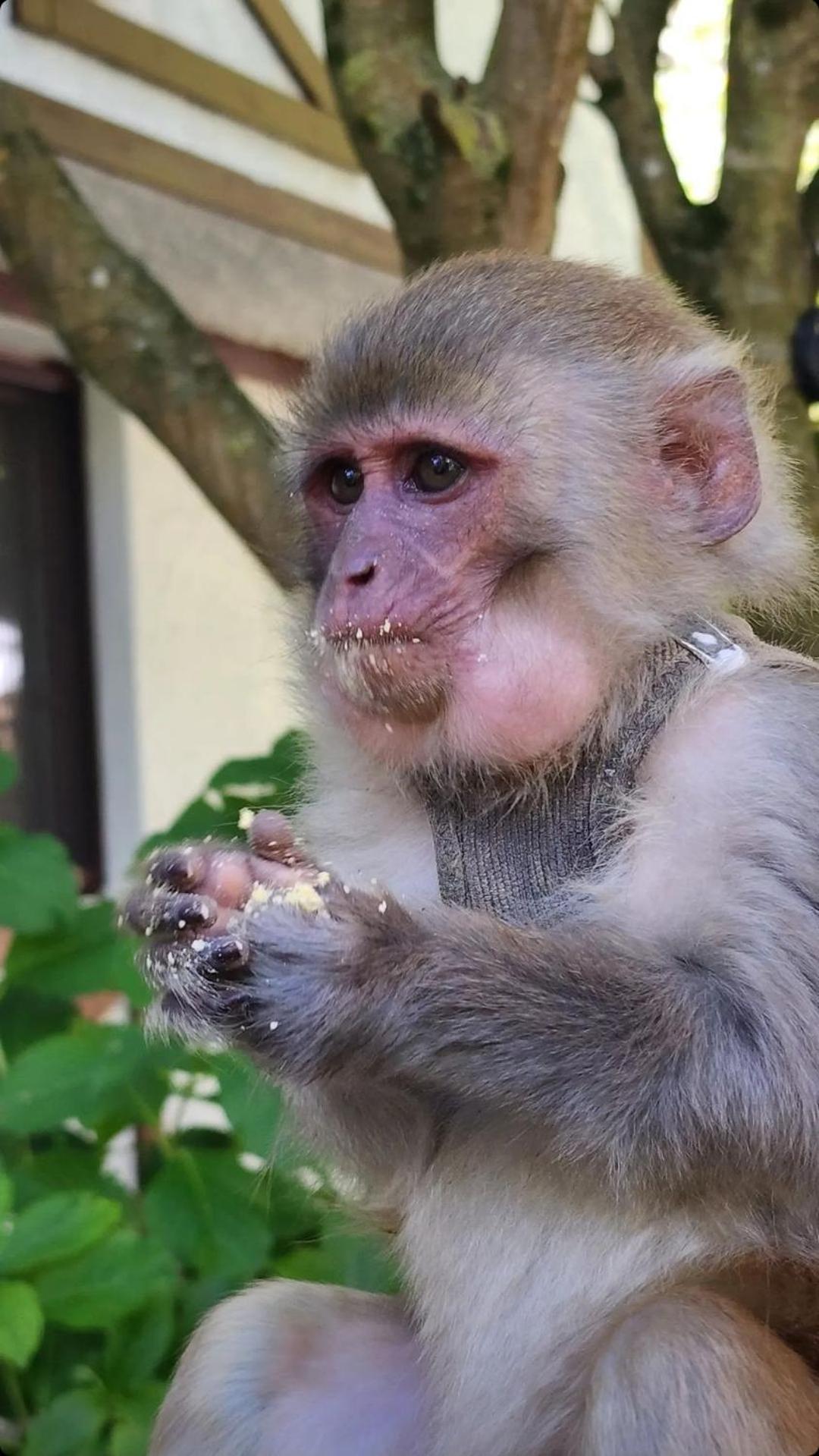 Polonezkoey Country Club & In The Wildlife Park! 3* Istambul