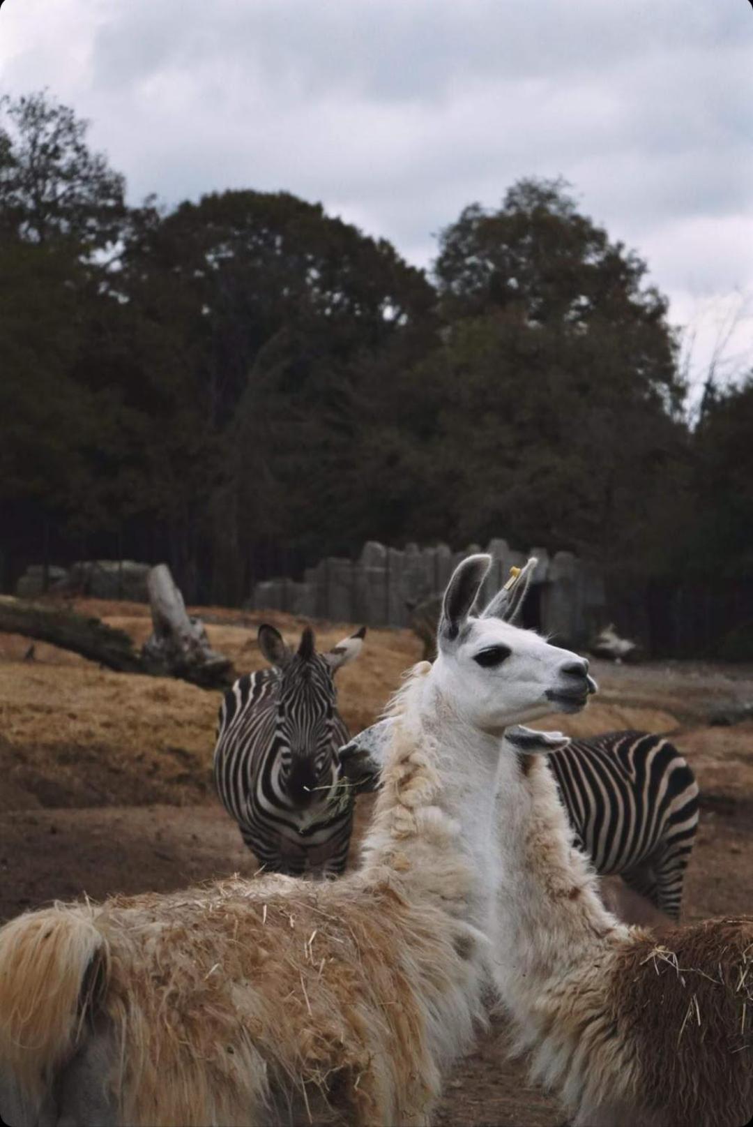 Polonezkoey Country Club & In The Wildlife Park! 3* Istambul