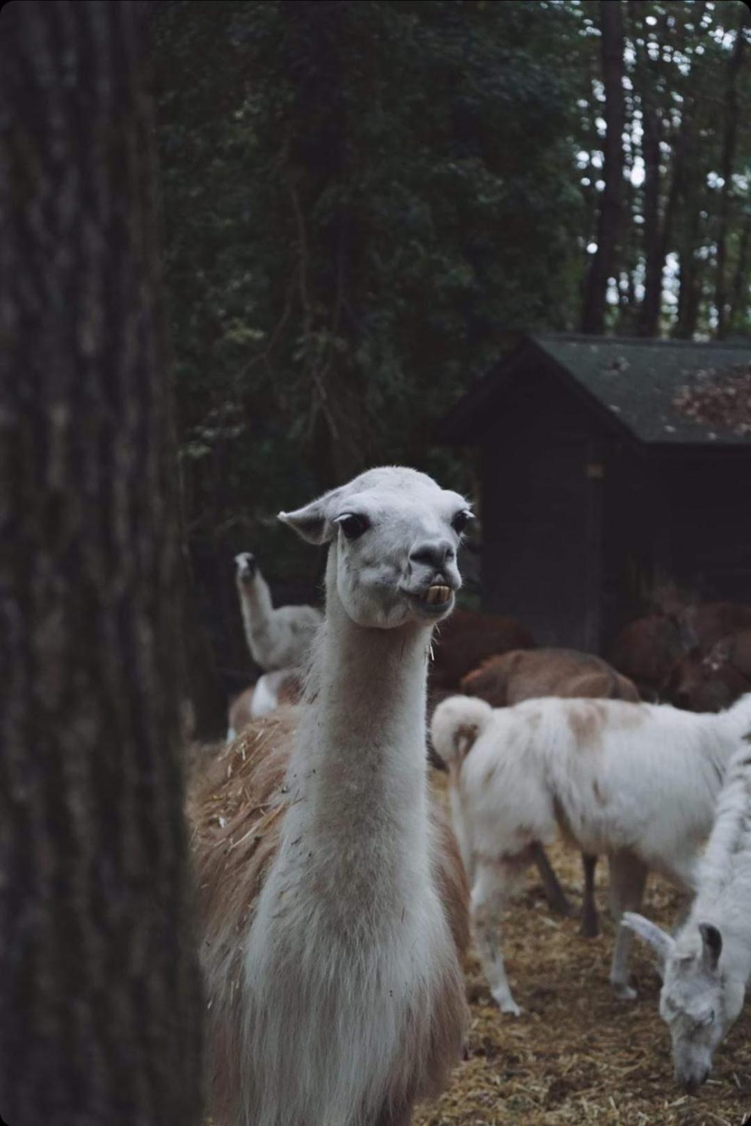 Resort Polonezkoey Country Club & In The Wildlife Park!