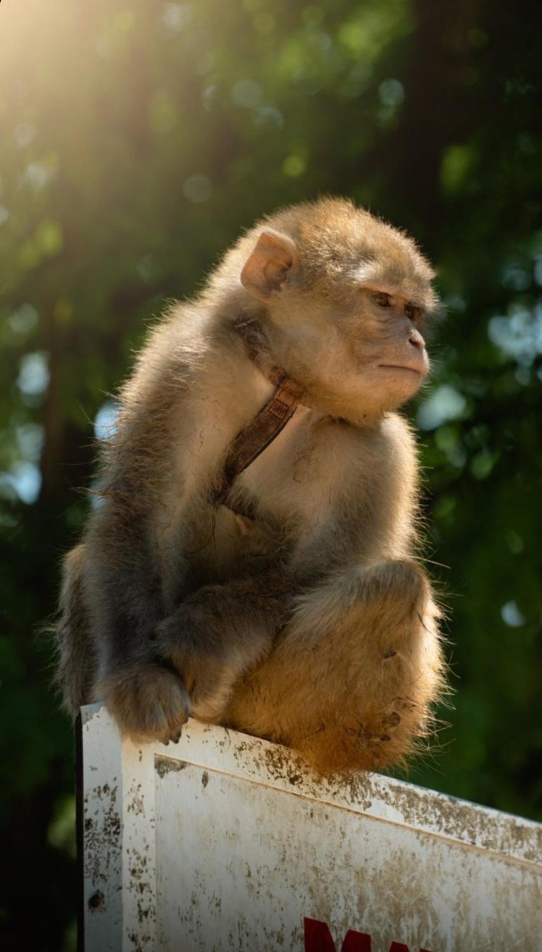 Polonezkoey Country Club & In The Wildlife Park! Resort Istambul
