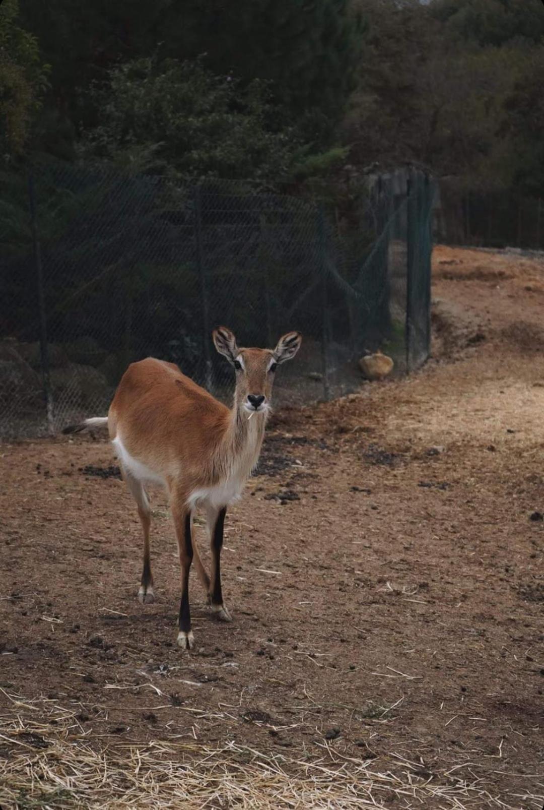 Polonezkoey Country Club & In The Wildlife Park! 3*