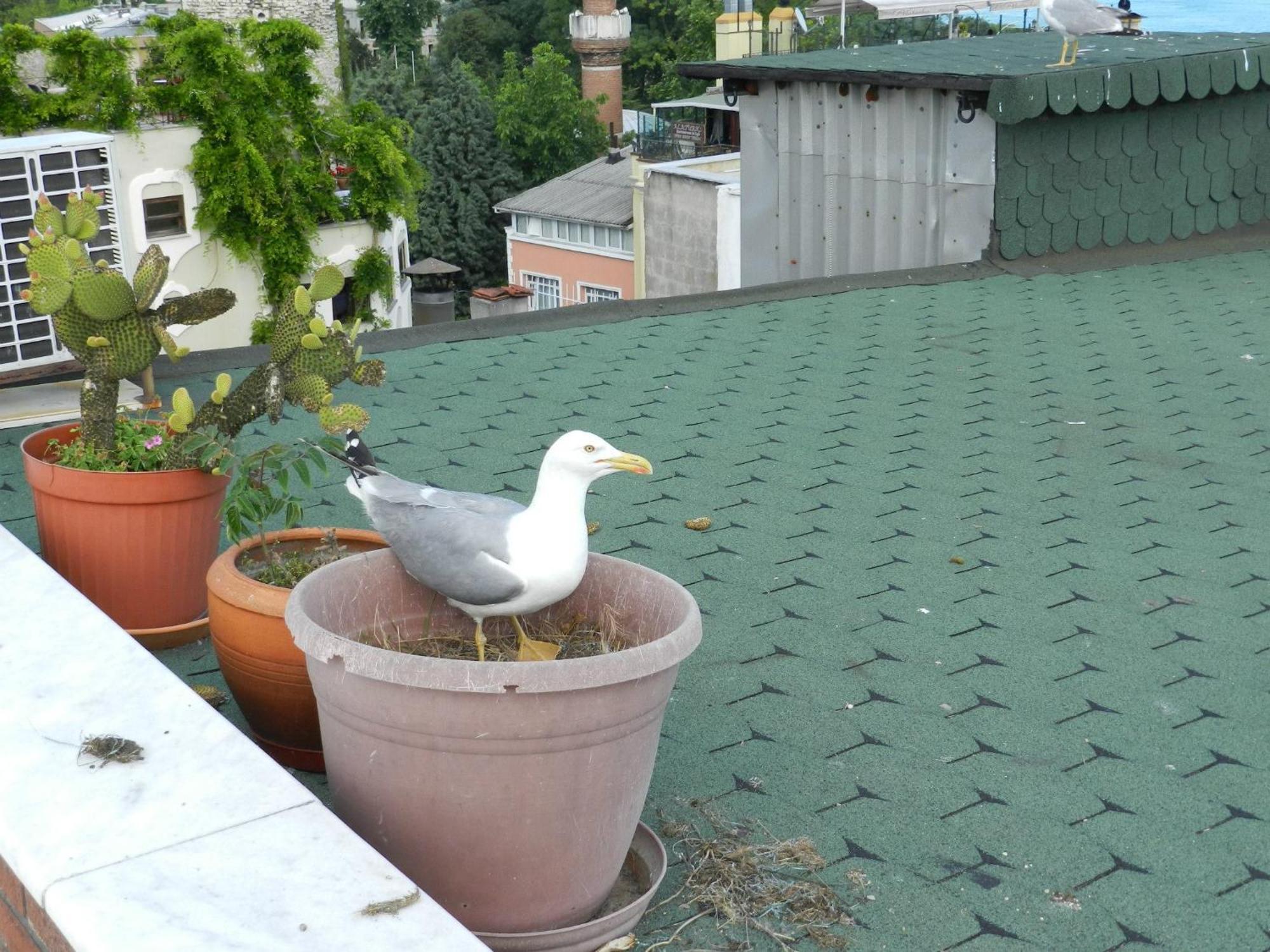 Hotel Berk - Grandma's House 3*