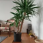 Single Room, Одноместная Комната В Доме, Chambre D\'Une Personne, Habitacion Individual