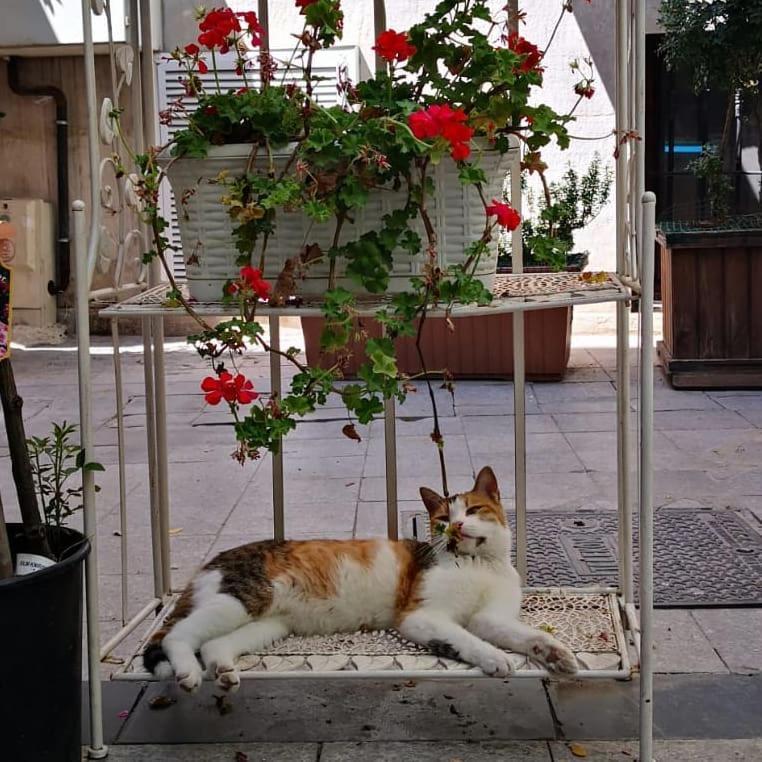Gafa Garden & - Great Location