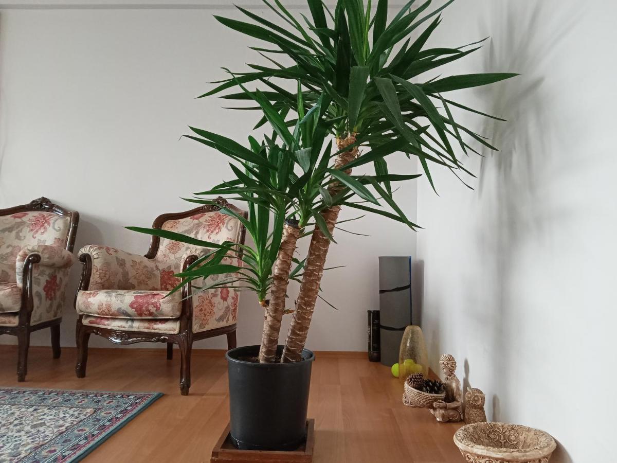 Bed & Breakfast Single Room, одноместная комната в доме, D'une Personne, Individual *