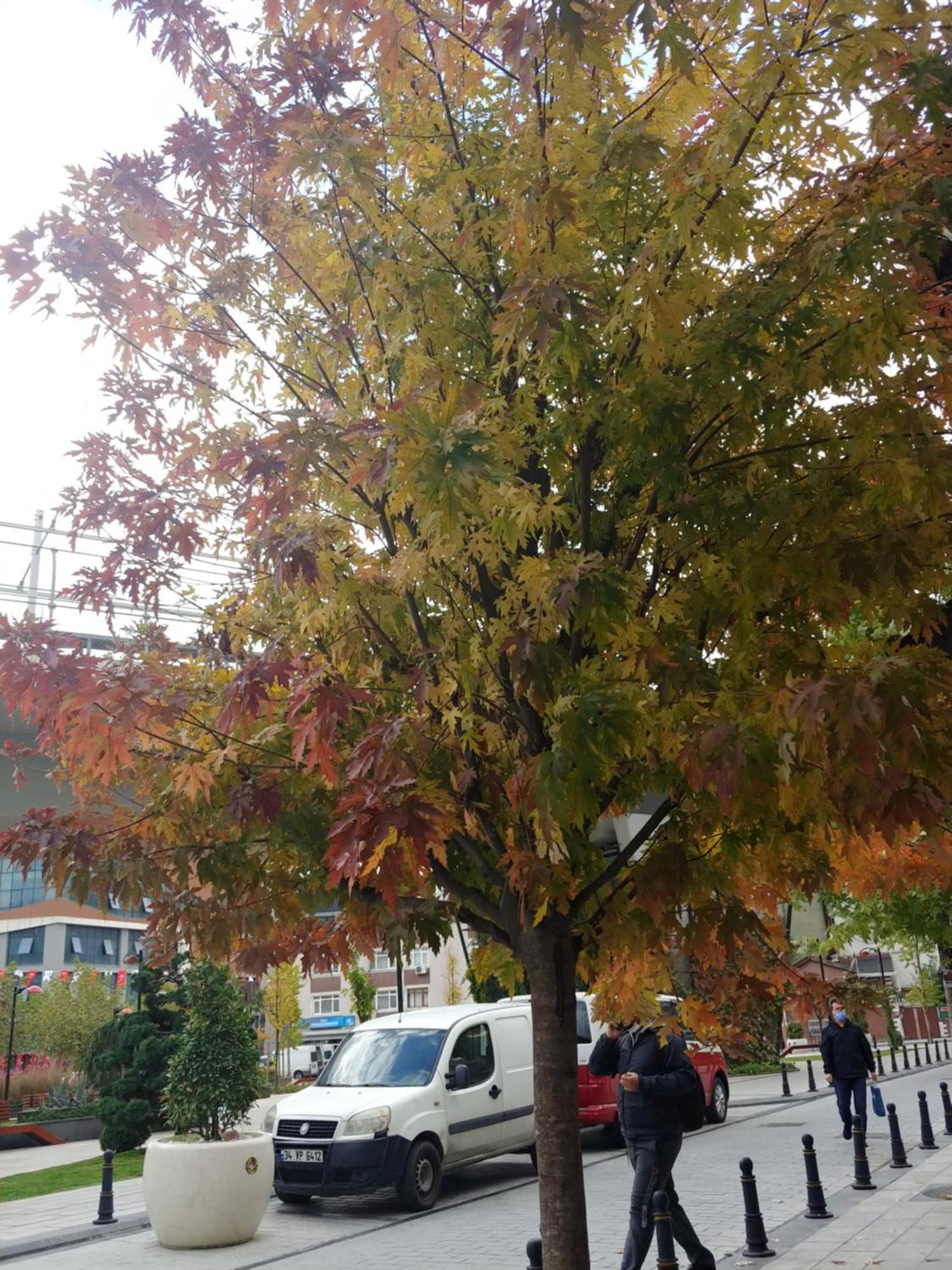Canpi Homes Istanbul
