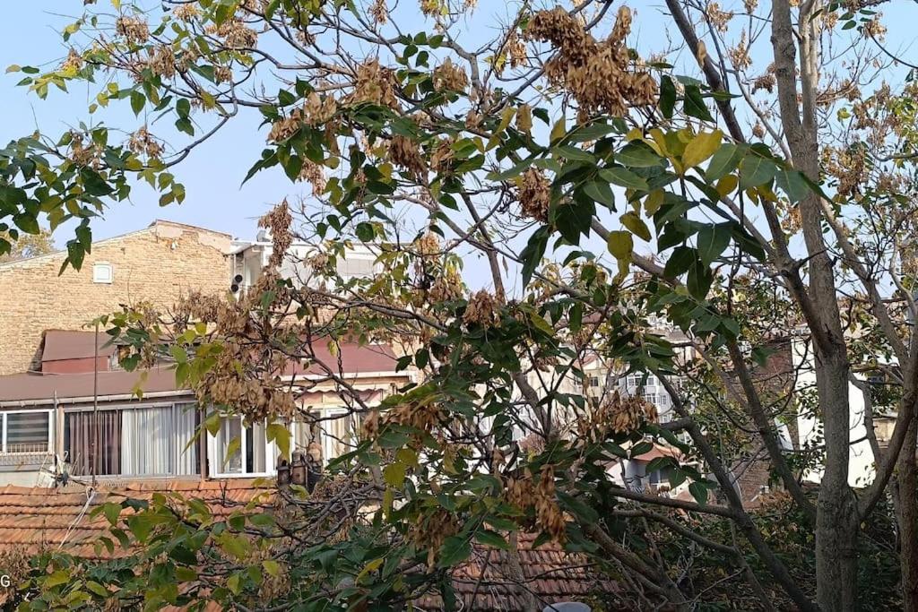 Gunes Hause *