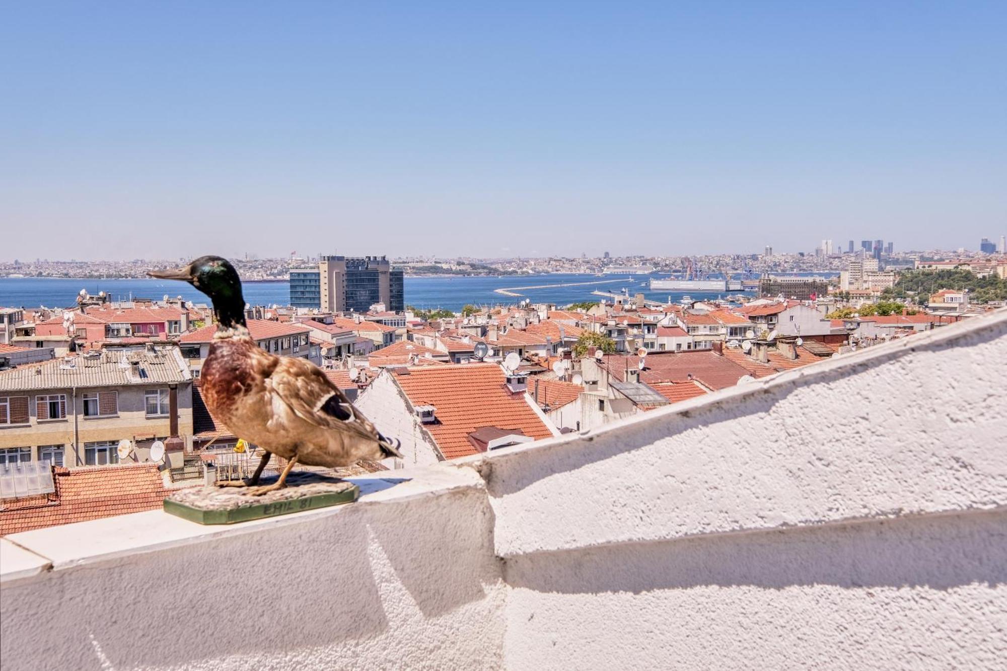 Hotel Duck