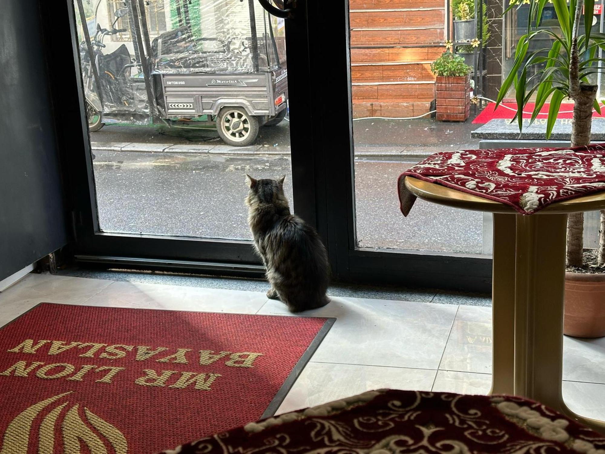 Mr Lion Kumkapı