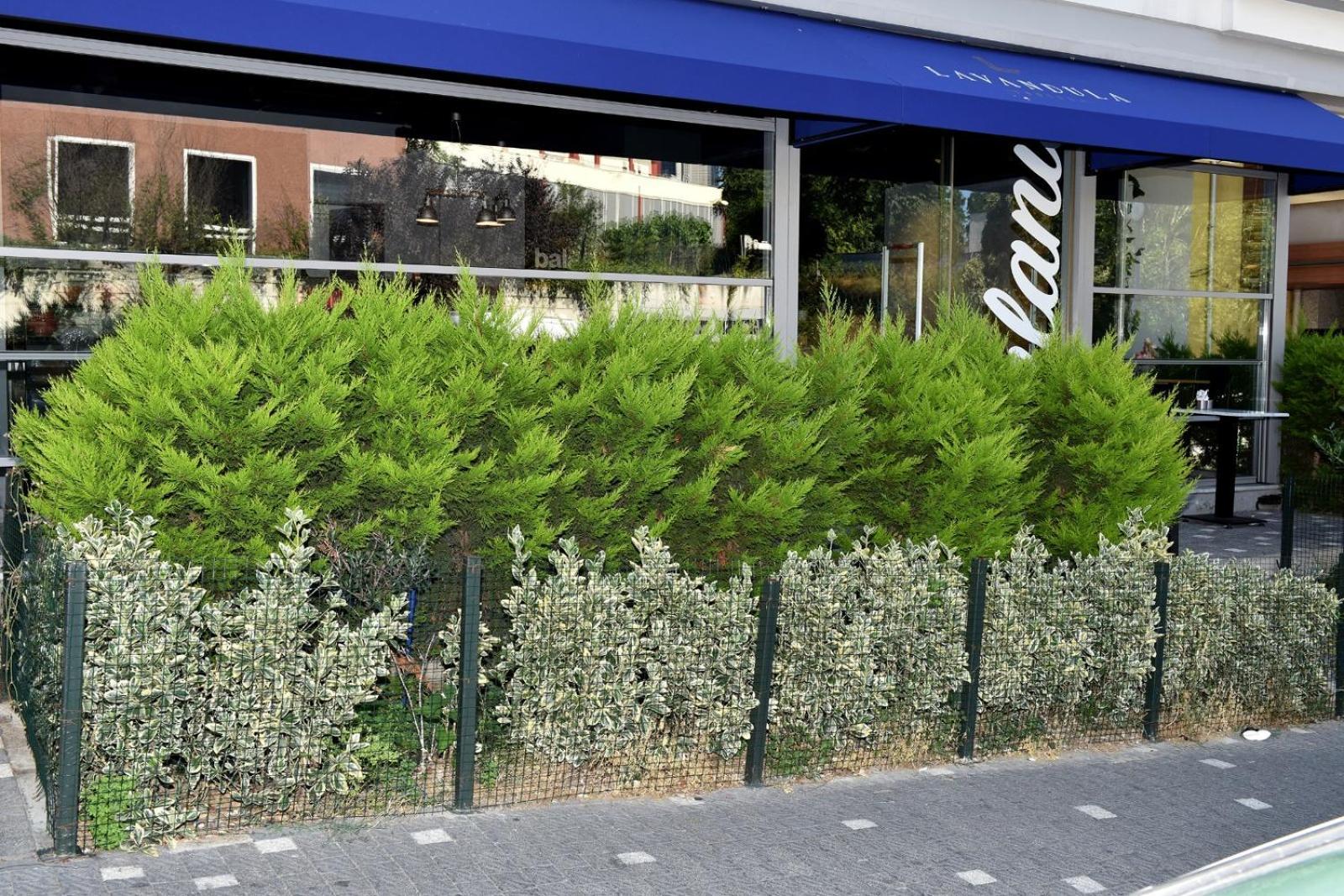 Levent Lavandula