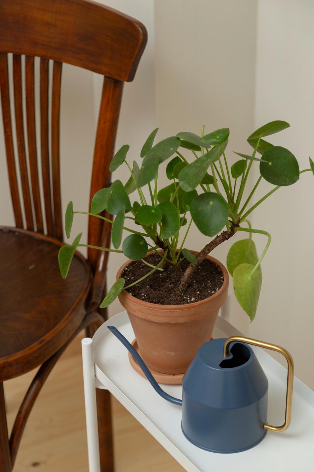 Lemon Apartment *