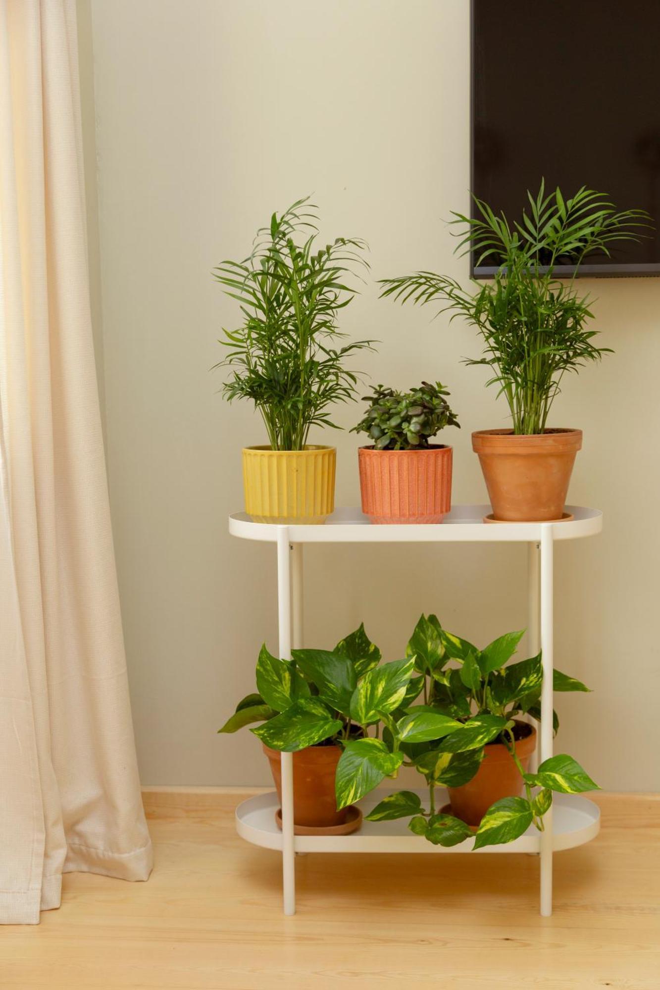 Apartment Lemon
