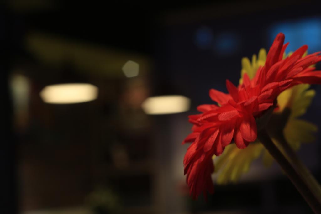 Safran Guest house